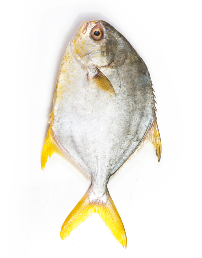 pompano.webp