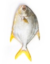 pompano.webp