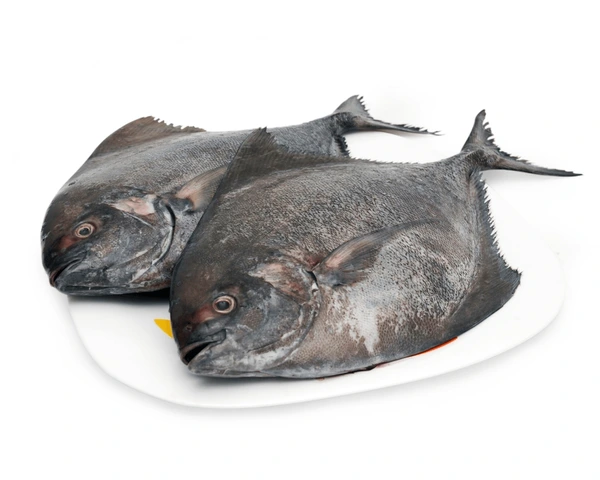 Zwart pomfret vis box 1Kg bevroren