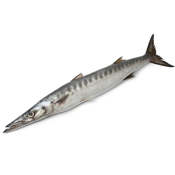 Barracuda vis 1Kg bevroren