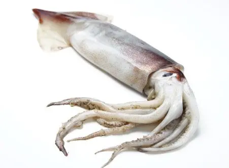 Squid box 1Kg frozen