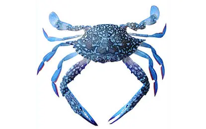Blue swimmer crab box 1Kg frozen